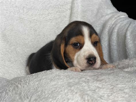 beagle olx|beagle .